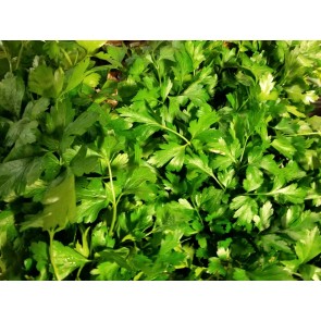 Parsley 'Giant of Italy' 