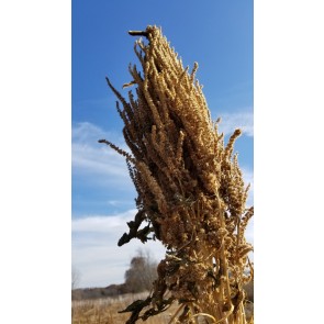 Amaranth 'Chinese Giant Orange' 