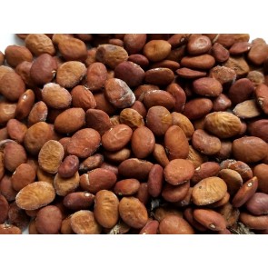 Brown Tepary Bean ‘Wepegi Bawi’