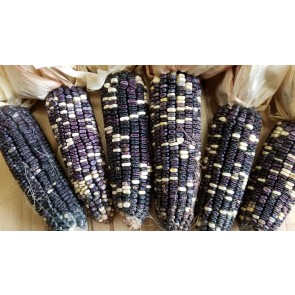 Dent Corn 'Cherokee White Eagle' 