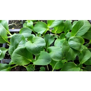 Pak Choi 'Canton White' Seeds (Certified Organic) 