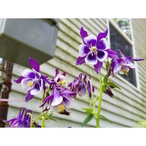 Purple and White Columbine 