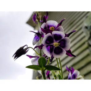 Purple and White Columbine Seeds (Certified Organic)