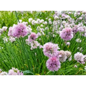 Dried Chives Harvested on our Farm, Certified Organic