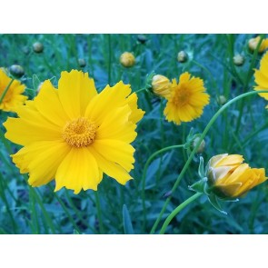 Lance-Leaved Coreopsis