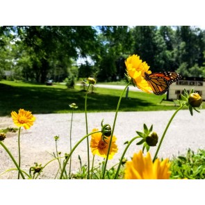 Lance-leaved Coreopsis Seeds (Certified Organic)