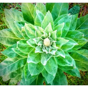 Common Mullein