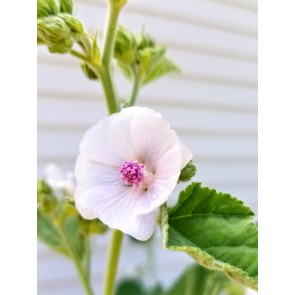 Marshmallow Seeds (Certified Organic)