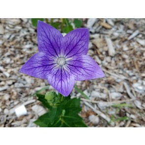 Balloon Flower 'Sentimental Blue' Seeds (Certified Organic)