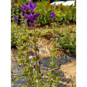 Salvia 'Blue Denim' Seeds (Certified Organic)