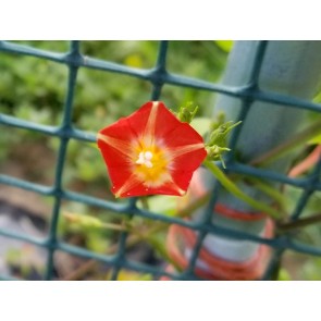 Morning Glory Scarlet Creeper 'Sunspots' 