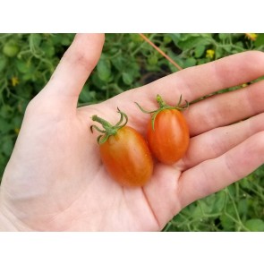 Tomato 'Cherry Roma Grape' Seeds (Certified Organic)