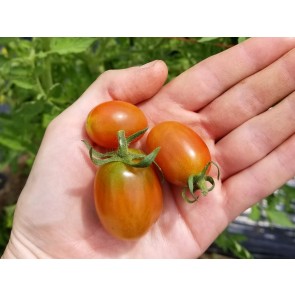 Tomato 'Cherry Roma Grape' 