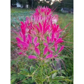 Spider Flower Mix Seeds (Certified Organic)