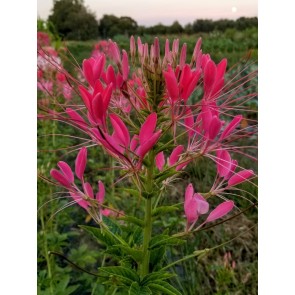 Spider Flower, Pink Mix