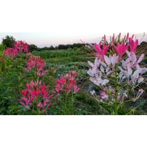 Spider Flower, Pink Mix Seeds (Certified Organic)