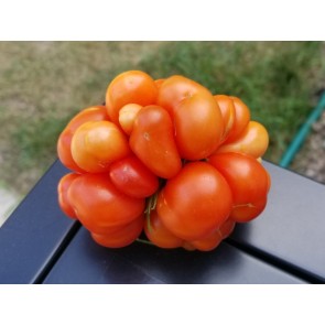 Tomato 'Reisetomate' Seeds (Certified Organic)
