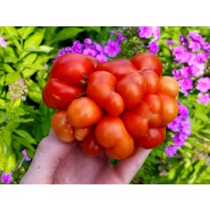 Tomato 'Reisetomate' Seeds (Certified Organic) 
