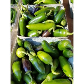 Hot Pepper ‘Early Jalapeno’ Seeds (Certified Organic)