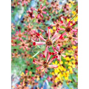 Plains Coreopsis ‘Quills and Thrills’ Seeds (Certified Organic)