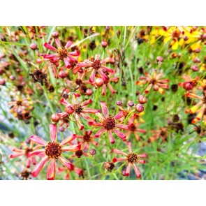 Plains Coreopsis ‘Quills and Thrills’ 