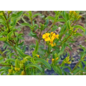 Mexican Tarragon Seeds (Certified Organic)