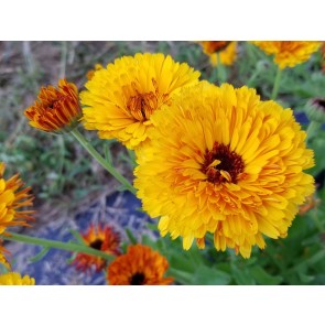 Calendula ‘Touch of Red Mix’ Seeds (Certified Organic)