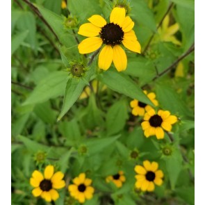 Brown-Eyed Susan Seeds (Certified Organic)