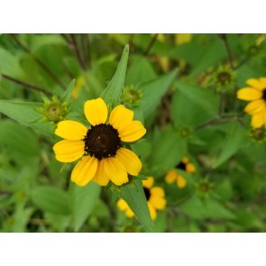 Brown-Eyed Susan