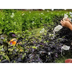 Hot Ornamental Pepper ‘Fluorescent Purple’ Seeds (Certified Organic)