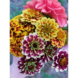 Zinnia 'Aztec Sunset Mix' 