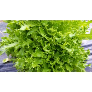 Lettuce 'Mazur' Seeds (Certified Organic)