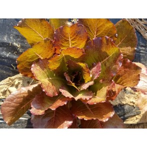 Lettuce 'Merveille des Quatre Saisons' 