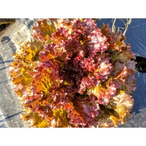 Lettuce ‘Red Sails’ Seeds (Certified Organic)