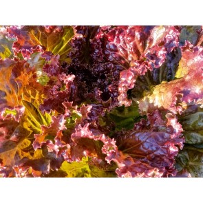 Lettuce ‘Red Sails’ 