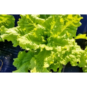 Lettuce ‘Crisp Mint’ AKA ‘Erthel’ 