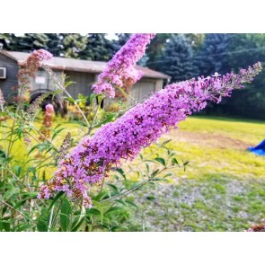 Purple Butterfly Bush AKA Summer Lilac 