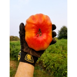 Tomato 'Marvel Stripe' 