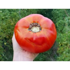 Tomato 'Dixie Red F2'