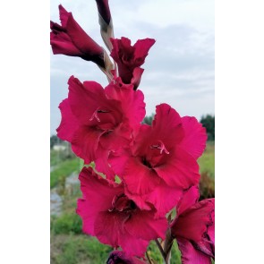Gladiolus 'Plum Tart' Cormels - Shipping 2025 Spring - Harvested on our Farm - USDA Certified Organic