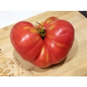 Tomato 'Ponderosa Pink' 