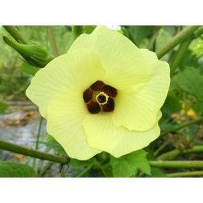 Okra 'Burgundy' Seeds (Certified Organic) 