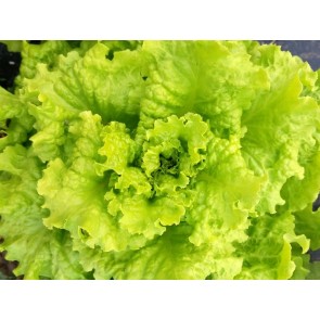 Lettuce 'Black-Seeded Simpson' 