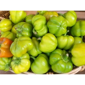 Hot Pepper ‘Hussli Tomato Pepper’ Seeds (Certified Organic)