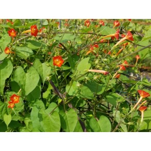 Morning Glory Scarlet Creeper 'Sunspots' Seeds (Certified Organic)