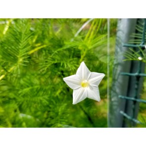 Morning Glory Cypress Vine, Red and White Mix Seeds (Certified Organic)