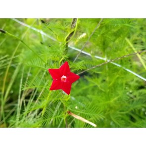 Morning Glory Cypress Vine, Red Seeds (Certified Organic)