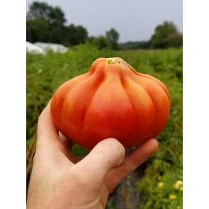 Tomato 'Belmonte'