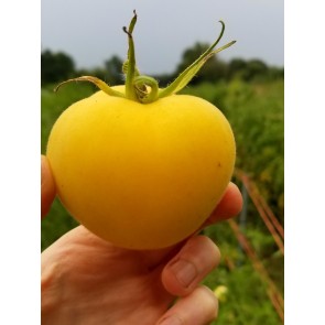 Tomato 'Garden Peach'