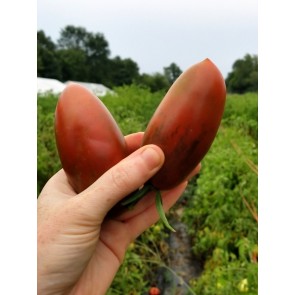 Tomato 'Black Icicle' Seeds (Certified Organic) 